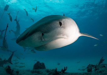Fototapeta premium Tiger sharks at tiger beach in the Bahamas