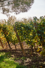 Fototapeta na wymiar Vineyard in the early Autumn after harvesting