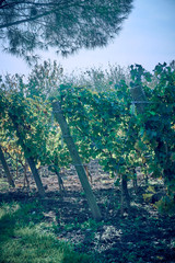 Vineyard in the early Autumn after harvesting