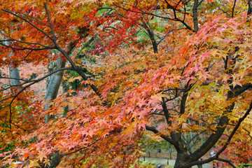 京都 北野天満宮 御土居 もみじ苑の美しい赤い紅葉（日本京都府京都市）　Kyoto Kitano Tenmangu Shrine, Odoi, Beautiful red autumn leaves of Momijien (Kyoto City, Kyoto Prefecture)	