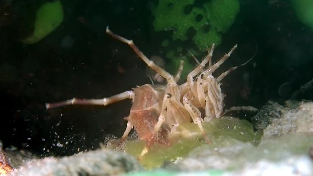 Crayfish Acanthogammarus underwater in animal world of peculiar wild nature of Lake Baikal in Siberia Russia.