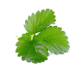 Strawberry leaf isolated on white background