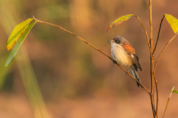 Burmese Shrike perching on a small tree branch looking into a distance