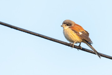 Burmese Shrike perching on black electrical wire looking into a distance