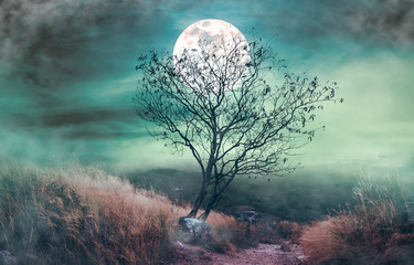 Beautiful bright full moon above wilderness area in forest. Serenity nature background.