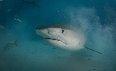 Fototapeta premium Tiger sharks at tiger beach in the Bahamas