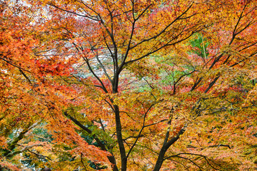 京都 北野天満宮 御土居 もみじ苑の美しい赤い紅葉（京都府京都市）Kyoto Kitano Tenmangu Shrine, Odoi, Beautiful red autumn leaves of Momijien (Kyoto City, Kyoto Prefecture)	