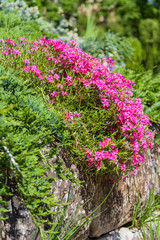 Obraz premium Pink flowers on a background of green grass growing on stone