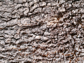 Closeup and crop dark brown wood bark  texture
