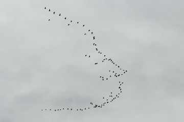 Flock of wild geese on grey sky background in the form of an unusual figure