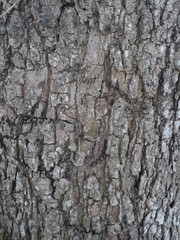 Fototapeta premium bark of tree trunk close-up texture,stock photo