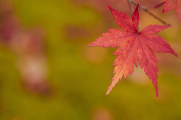 モミジ背景