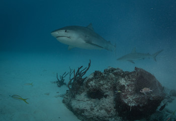 Tiger sharks at tiger beach in the Bahamas