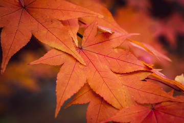 紅葉クローズアップ