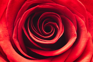 background. defocusing. red rose open bud. mothers Day. birthday. March 8. Valentine's Day.
