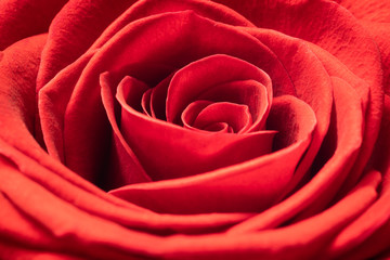 Naklejka premium background. defocusing. red rose open bud. mothers Day. birthday. March 8. Valentine's Day.