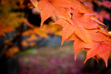 モミジクローズアップ