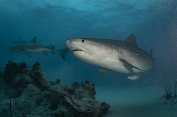 Tiger sharks at tiger beach in the Bahamas