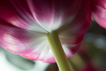 background. defocus. fragment of a beautiful tulip