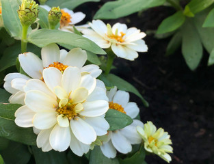 Naklejka na ściany i meble Closeup beautiful white flower on blurred background in garden with copy space.