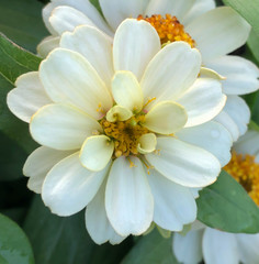 Obraz na płótnie Canvas Closeup beautiful white flower.
