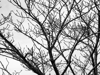 a beautiful autumn and spring in Japan