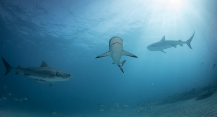 Reef and Lemon sharks over the coral reef in the bahamas