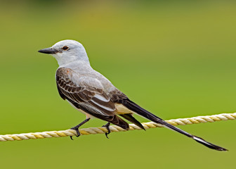 Scissor-tailed Flycatcher (Tyrannus forficatus)