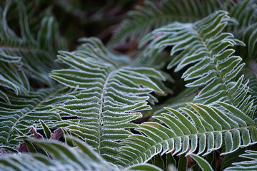 Fern green leaves covered with hoar frost in winter.