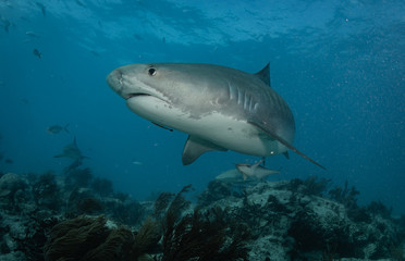 Tiger sharks at tiger beach in the Bahamas