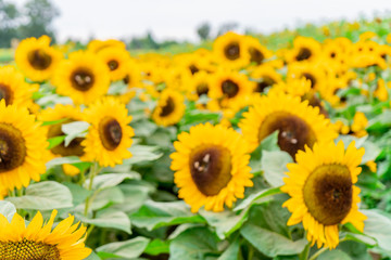 Field of large sunflower heads in the horizon, bright yellow and bees pollinating flowers at a sunflower farm and festival