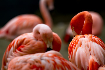 American flamingo (phoenicopterus ruber) watching with other flamingos in blurry background