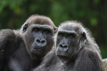 portrail of an old couple of gorillas with green background