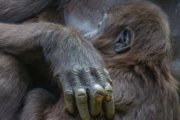 Obraz premium portrail of a gorilla baby held closely by its mother