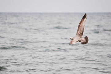 Fototapeta na wymiar Seagull flying over Lake Ontario in Canada