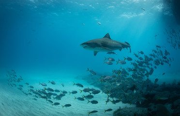 Obraz na płótnie Canvas Tiger sharks at tiger beach in the Bahamas