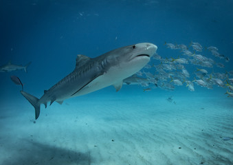 Fototapeta premium Tiger sharks at tiger beach in the Bahamas