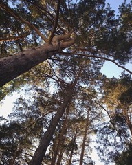 tree in the forest