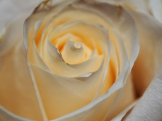 Close Up of Creamy White Rose