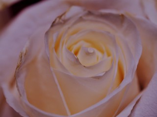Close Up of Creamy White Rose