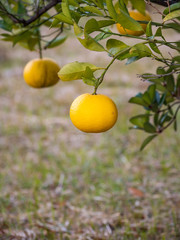 Orange is a fruit that is high in vitamins. And also an economic product