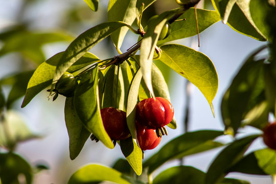 Detail of pitanga tree (Eugenia uniflora)  with fruits in Brazil