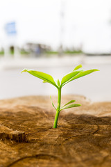 Close-Up Of Small Plant Growing Outdoors