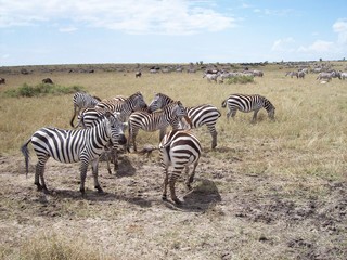 Fototapeta na wymiar kenya safari