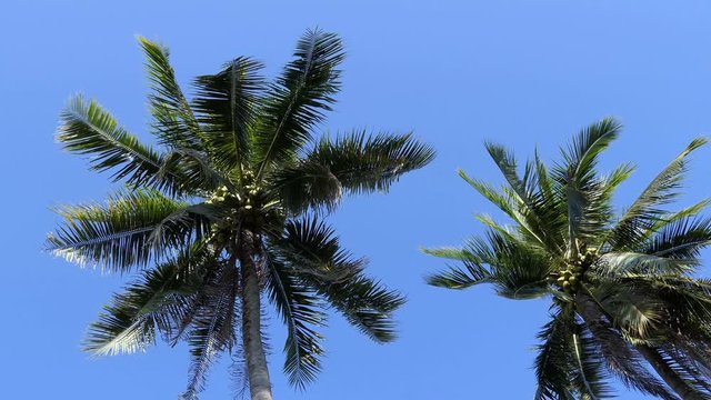 Green Coconut at Tree with blue sky background