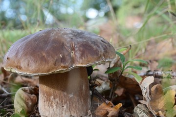 the season of mushrooms