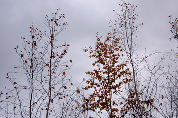  Naked birch tree with rare.... Nature landscape