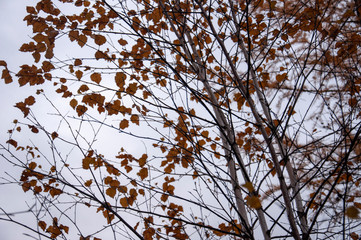  Naked birch tree with rare.... Nature landscape