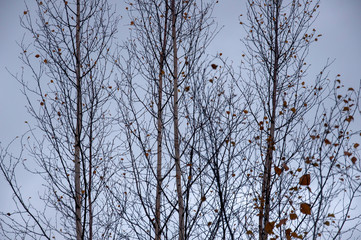 Fototapeta premium Naked birch tree with rare.... Nature landscape
