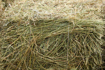 Dry hay as an abstract background